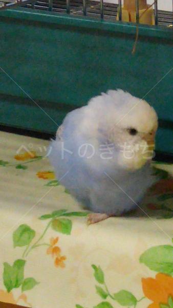 迷子鳥の画像