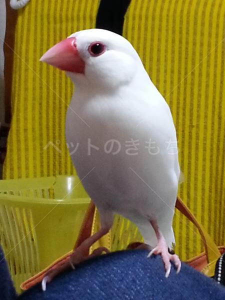 迷子鳥の画像