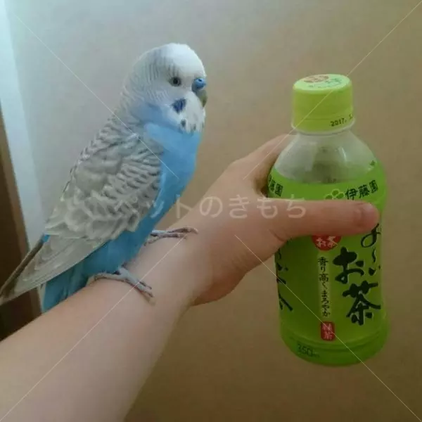 迷子鳥の画像