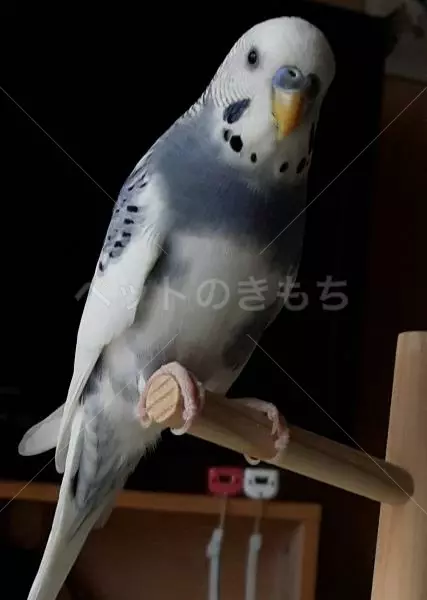 迷子鳥の画像