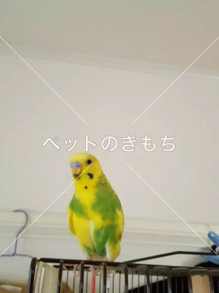 迷子鳥の画像