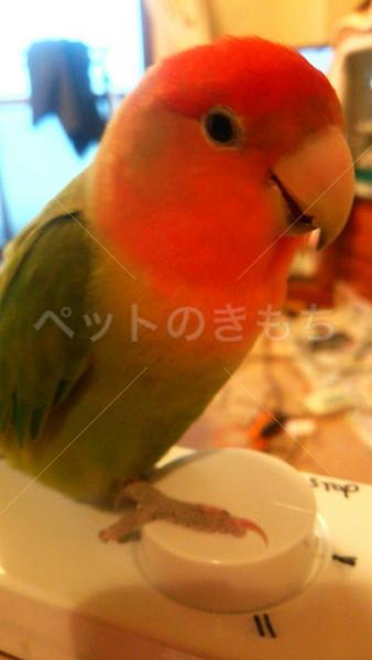 迷子鳥の画像