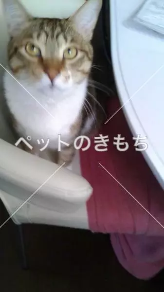 迷子猫の画像