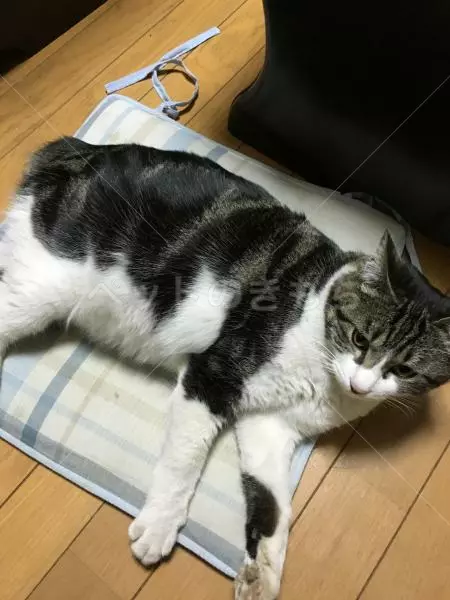 迷子猫の画像