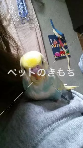 迷子鳥の画像