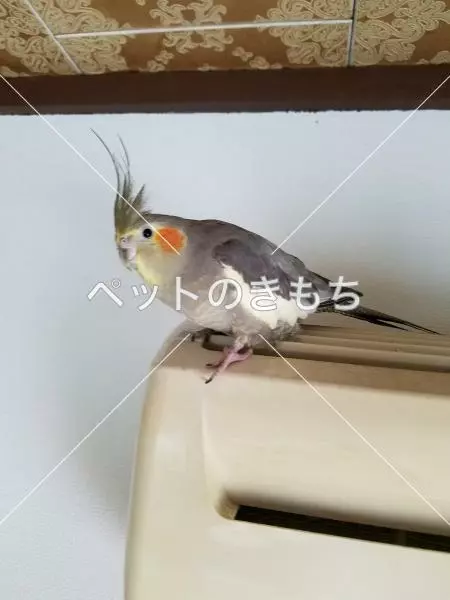 迷子鳥の画像