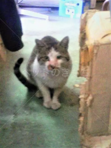 コメント投稿の画像