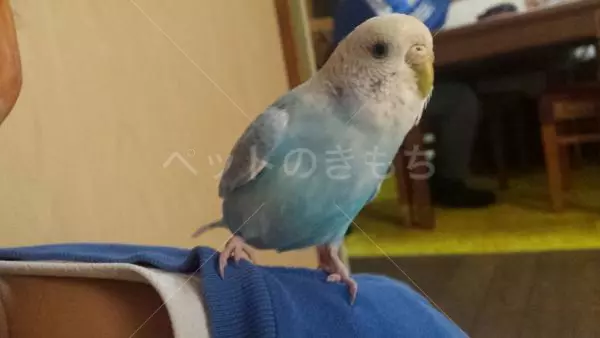 保護鳥の画像