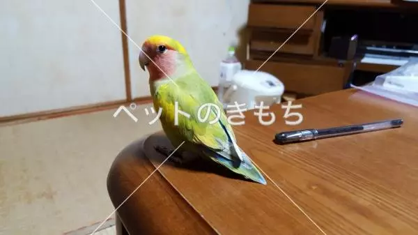 迷子鳥の画像