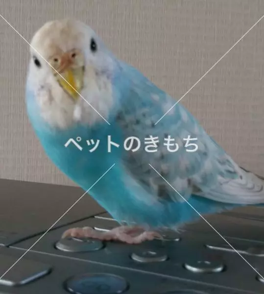 迷子鳥の画像