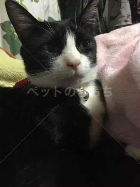 迷子猫の画像