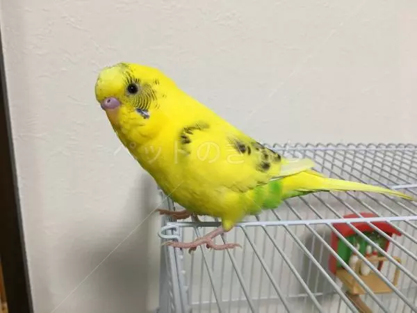 コメント投稿の画像