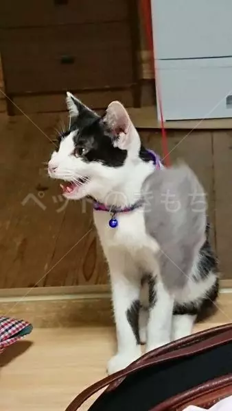 コメント投稿の画像