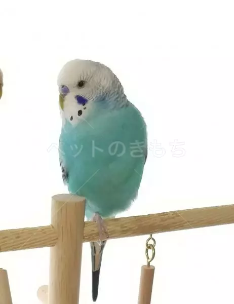 迷子鳥の画像