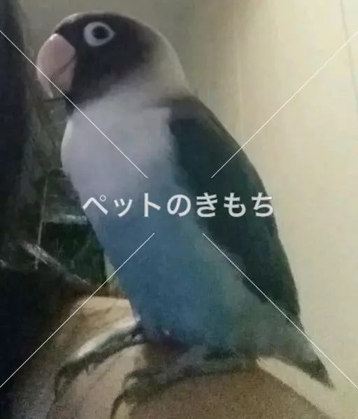 迷子鳥の画像