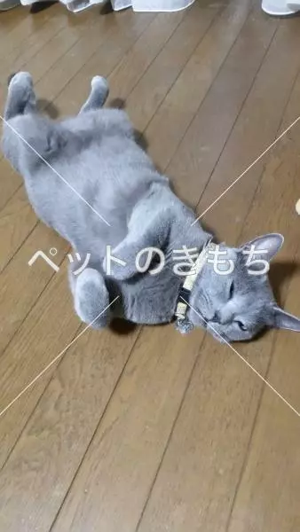 迷子猫の画像