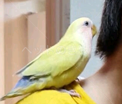 東京都で鳥が迷子になりました 鳥の種類 ボタンインコ 黄色 顔まわりは赤色 投稿no 4015 1