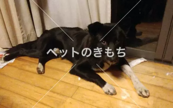 迷子犬の画像