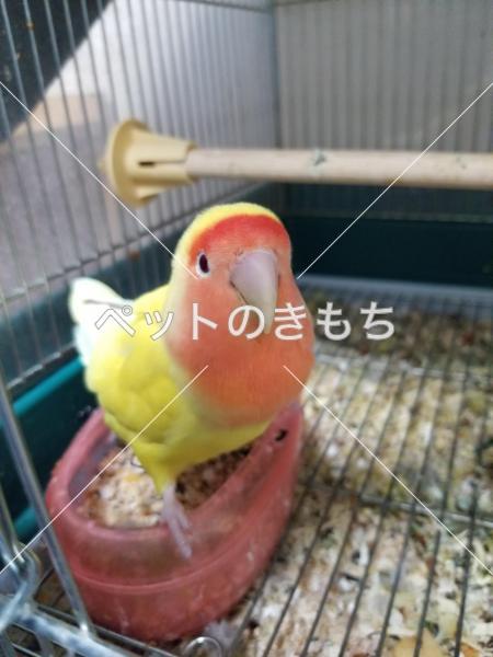 迷子鳥の画像