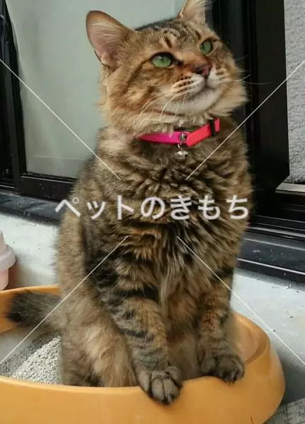 迷子猫の画像