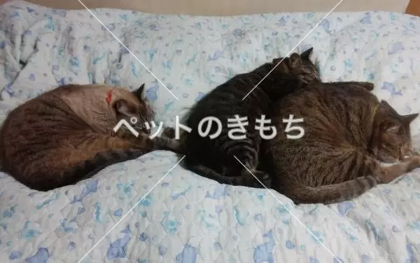迷子猫の画像