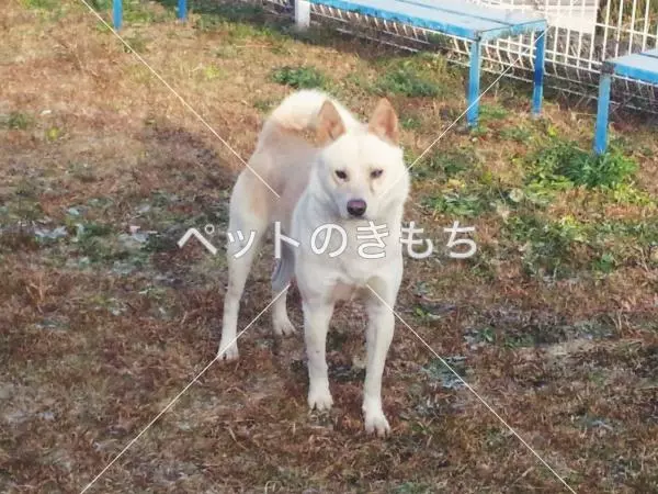 保護犬の画像