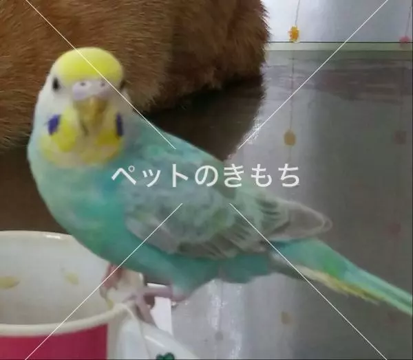迷子鳥の画像