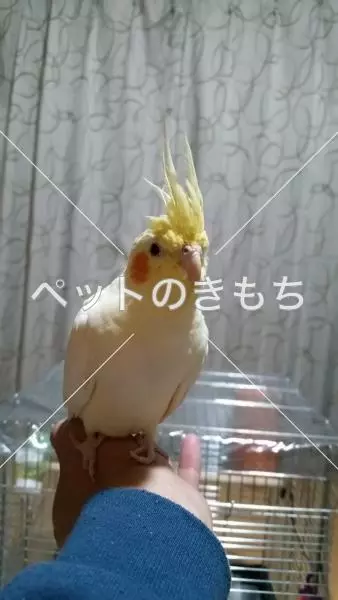迷子鳥の画像