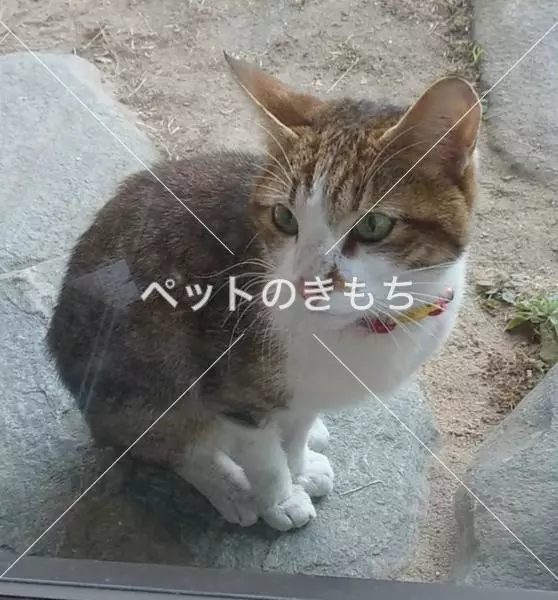 保護猫の画像