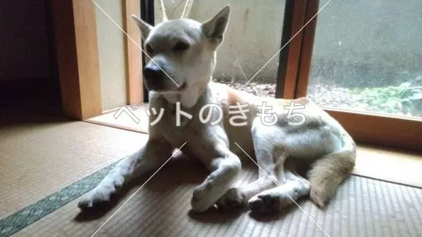 保護犬の画像