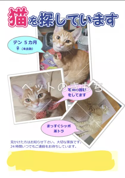 迷子猫の画像