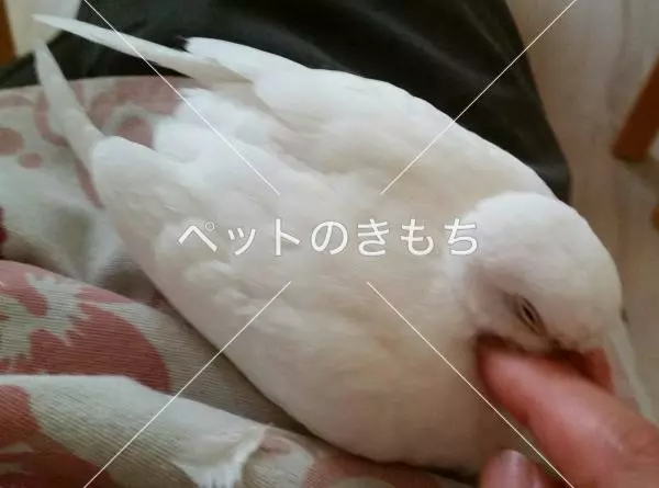 迷子鳥の画像
