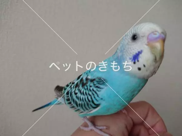 迷子鳥の画像
