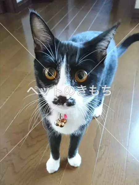 迷子猫の画像