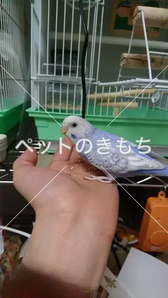 迷子鳥の画像