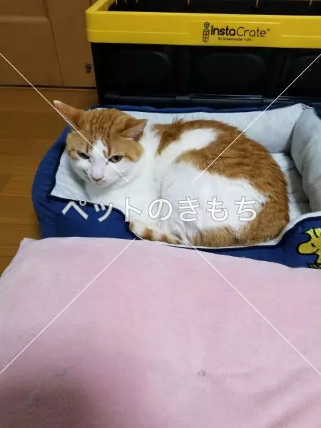 迷子猫の画像