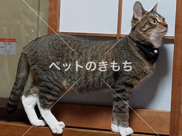 迷い猫の写真