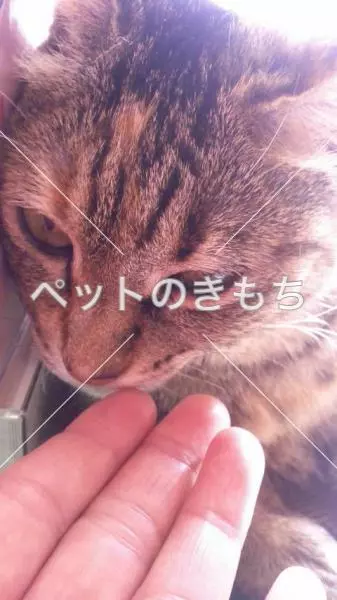 迷子猫の画像