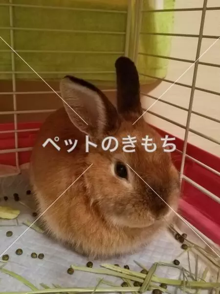 保護ペットの画像