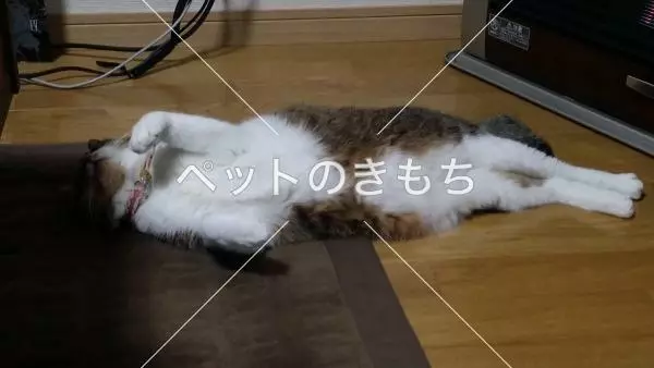 迷子猫の画像