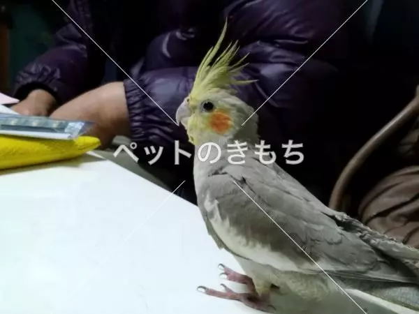 迷子鳥の画像