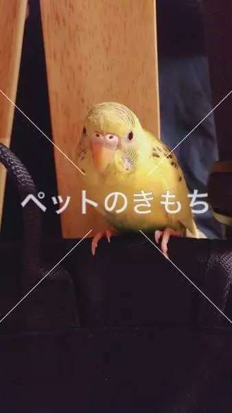 迷子鳥の画像