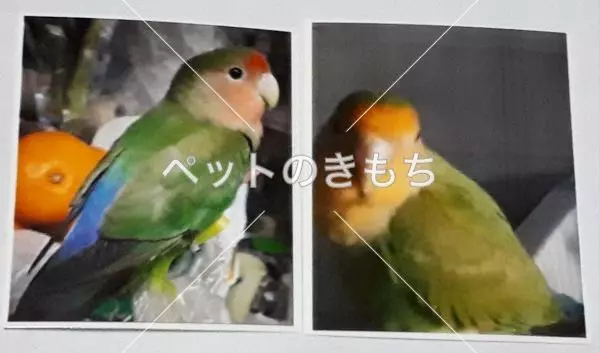 迷子鳥の画像
