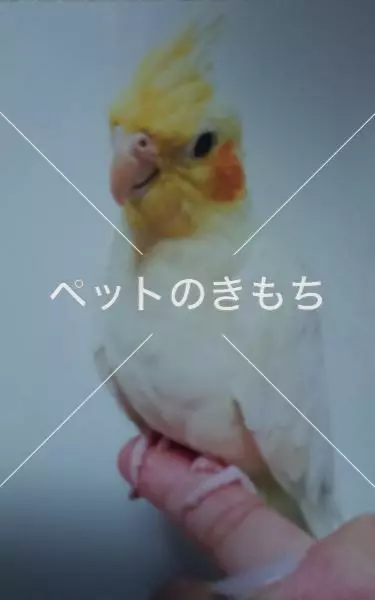 迷子鳥の画像