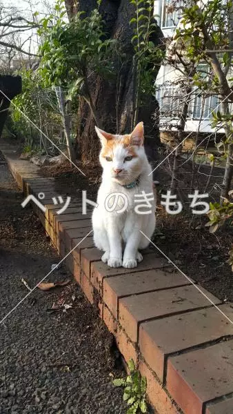 迷子猫の画像