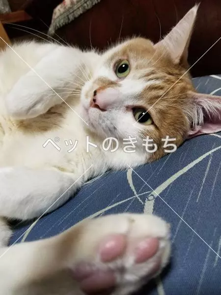 迷子猫の画像