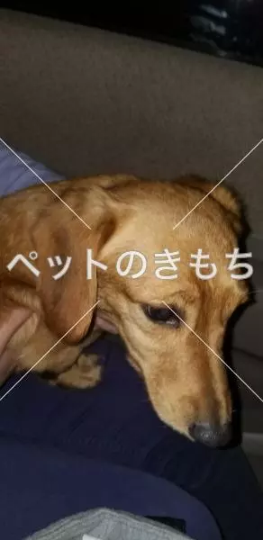 保護犬の画像