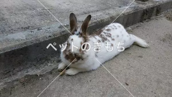 迷子ペットの画像