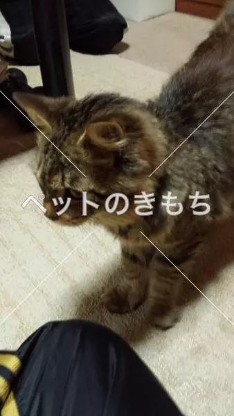 保護猫の画像