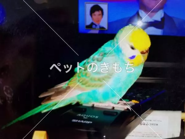 迷子鳥の画像